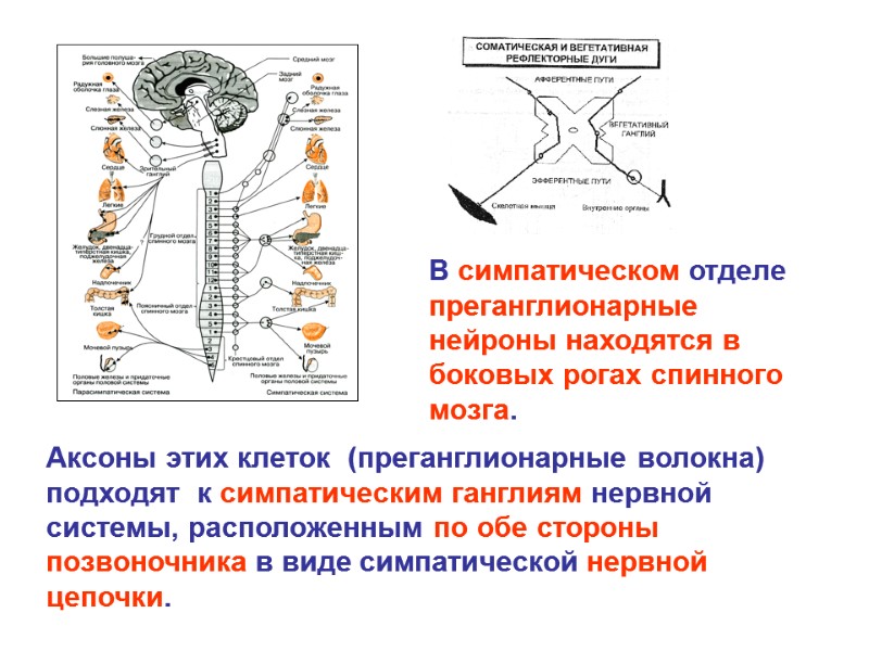 В симпатическом отделе преганглионарные нейроны находятся в боковых рогах спинного мозга. Аксоны этих В симпатическом отделе преганглионарные нейроны находятся в боковых рогах спинного мозга. Аксоны этих